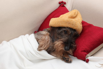 Bassotto riposa a casa a letto con cappellino