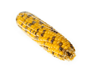 indian corn