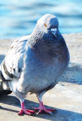 pigeon at a quay wall