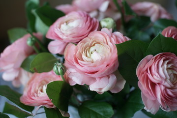 Букет розовых ранункулюсов
