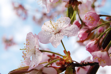 さくら　桜　春　北海道