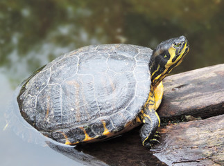 Fototapeta na wymiar turtle sitting on a branch in a pond