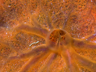 Orange encrusting sponge (spirastrella cunctatrix)