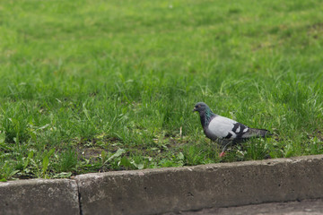 dove on a background of grass
