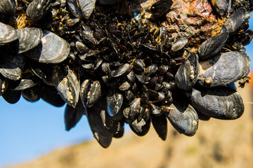 Mussels in New Zealand
