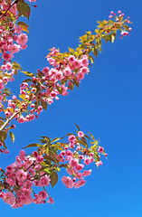 Obraz na płótnie Canvas Sakura Flower or Cherry Blossom over blue sky. The bottom branch