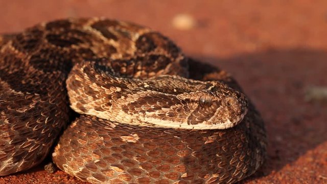 Close-up of a puff adder (Bitis arietans) in defensive position, southern Africa