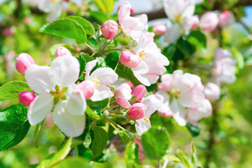 Fototapeta na wymiar White apple flowers