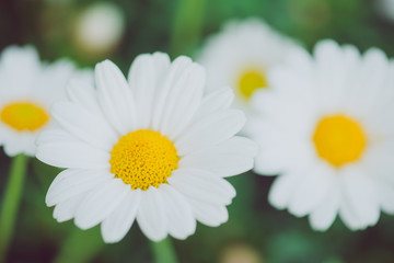 Fototapeta premium White and yellow flower. Detail of daisies in the grass. Macro of beautiful white daisies flowers. Daisy flower.