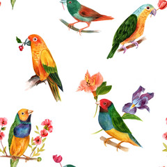 Birds (parrots and finches) with flowers seamless watercolor pattern