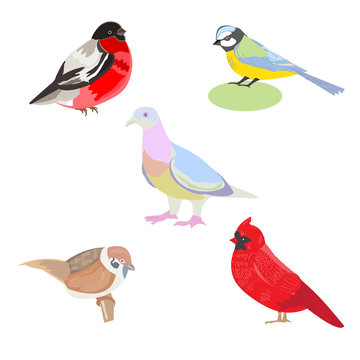 Vector illustration of a set of images of birds, illustration bi