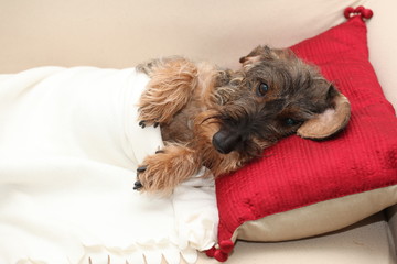 Cane bassotto dorme a casa sul divano