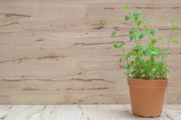 Mint in a clay pot on wooden background with copy space