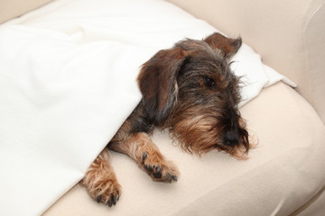 Cane bassotto dorme a casa sul divano