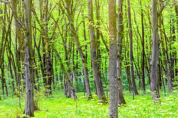 Green forest with trees