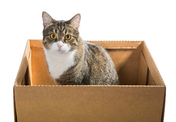 Big grey cat in a cardboard box