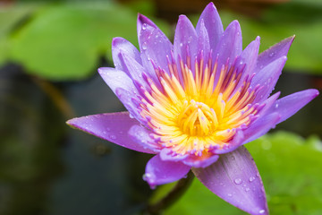 image of water lily or a lotus flower