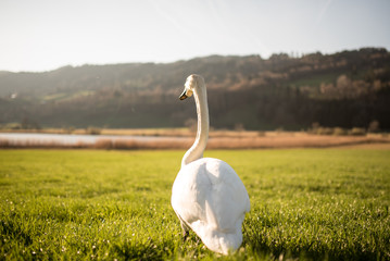 Schwan überblickt sein Revier
