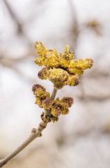 Yellow Fraxinus Flowers