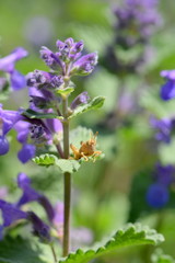 Catmint and grasshoppers
