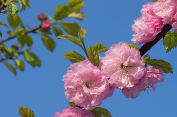Branch of blooming almond (shrubby cherry - Prunus triloba) flowers