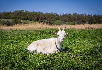 white domestic goat laying on the grass on the meadow
