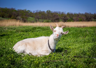 Naklejka na ściany i meble white domestic goat laying on the grass on the meadow 
