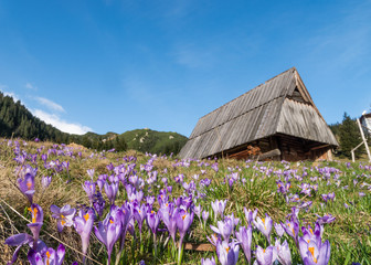 Crocuses in the grass on the mountain meadow, Tatra, Poland