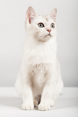 Fototapeta na wymiar white breed cat sitting