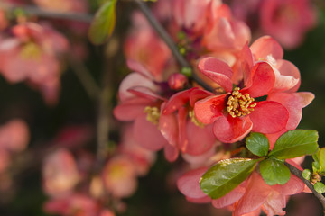 red flowers on a quince tree