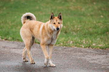 Red Medium Size Mixed Breed Homeless Dog Walk Outdoor