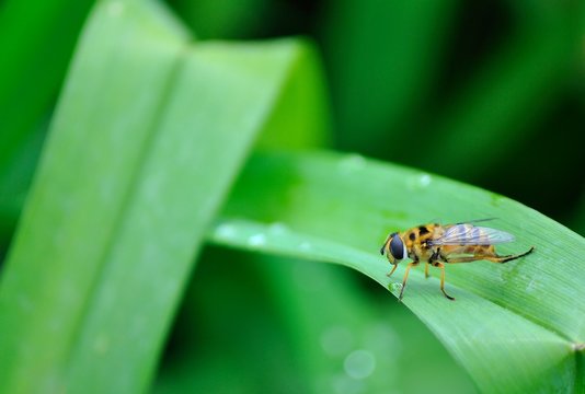 Insetto beve da una goccia d'acqua su una foglia