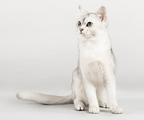 white breed cat sitting