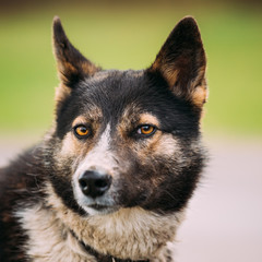 Portrait Of Medium Size Mixed Breed Dog