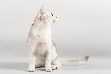 white breed cat sitting