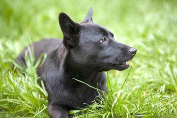 Junger schwarzer Hund im Gras