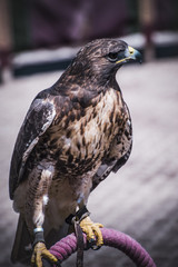 exhibition of birds of prey in a medieval fair, detail of beauti