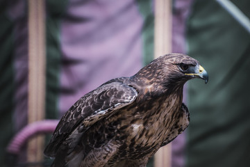 exhibition of birds of prey in a medieval fair, detail of beauti