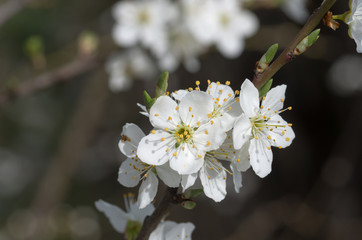 Blooming apple tree
