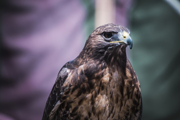 predator, exhibition of birds of prey in a medieval fair, detail