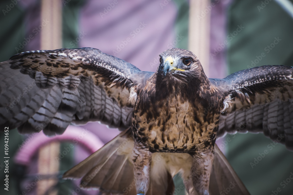 Wall mural exhibition of birds of prey in a medieval fair, detail of beauti