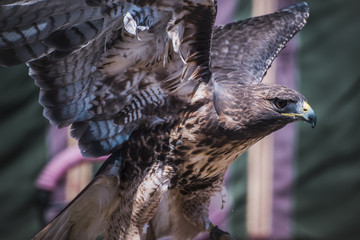 exhibition of birds of prey in a medieval fair, detail of beauti