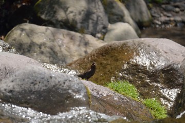 渓流のカワガラス