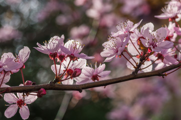 Blooming pink cherry plum flowers 