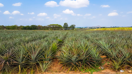 pineapple plantation under blue sky in Thailand