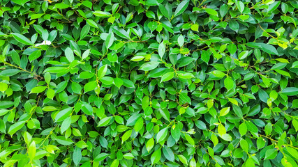 Fototapeta na wymiar texture green leaf pattern background