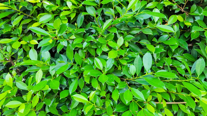 texture green leaf pattern background