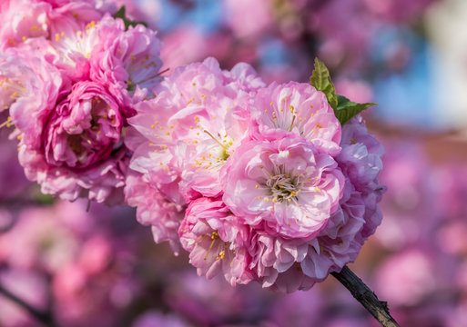 Fototapeta Branch of blooming almond (shrubby cherry - Prunus triloba) flowers