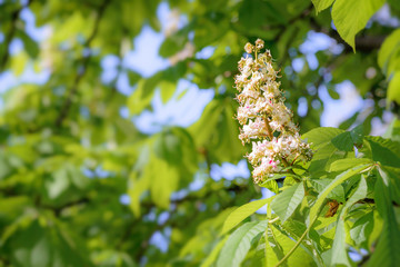 White Horse Chestnut Flower