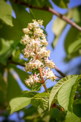 White Horse Chestnut Flower